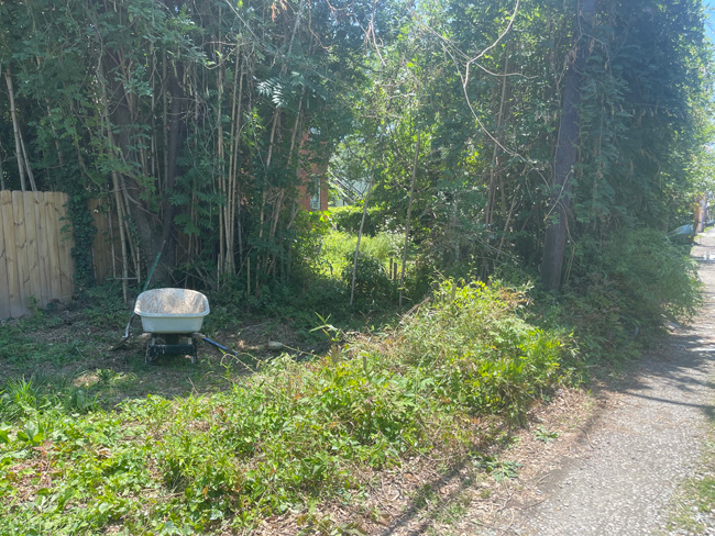 Rear access parking in city, overgrown